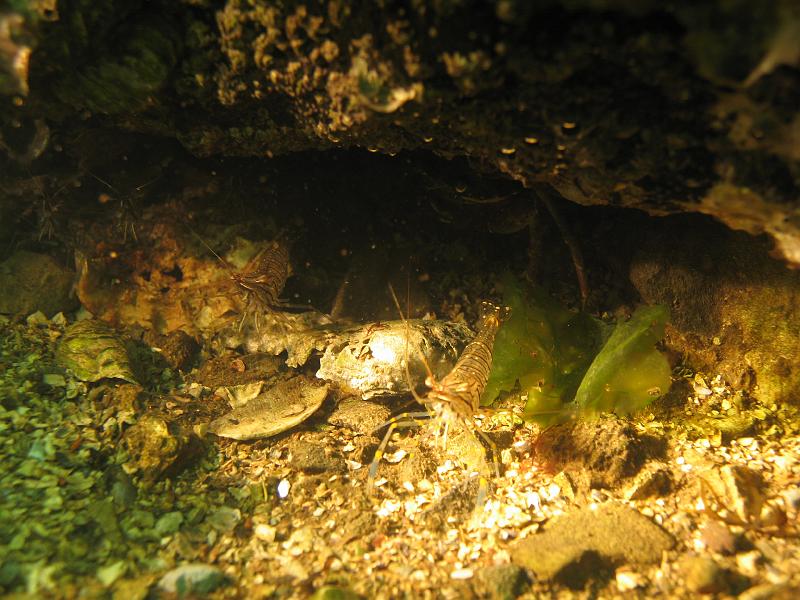 Coll NL 070.JPG